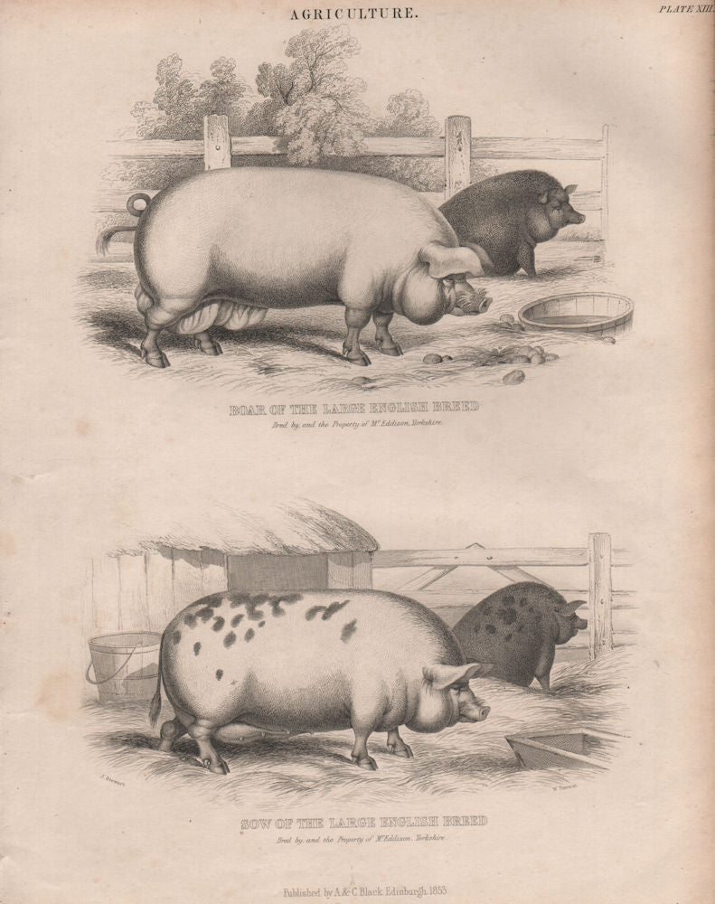Agriculture. Boar & Sow of the large English Breed. BRITANNICA 1860 old print